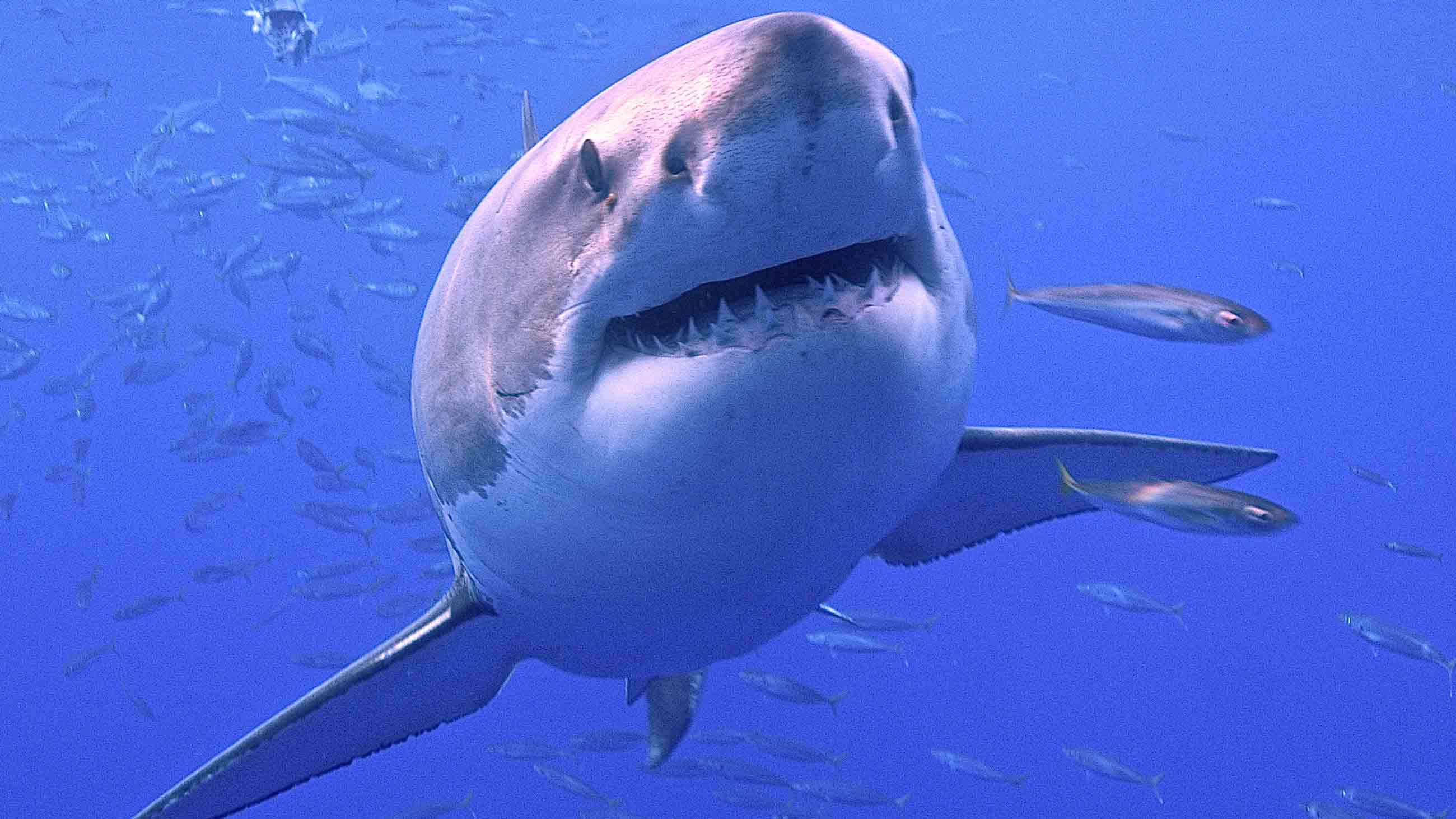 great white shark