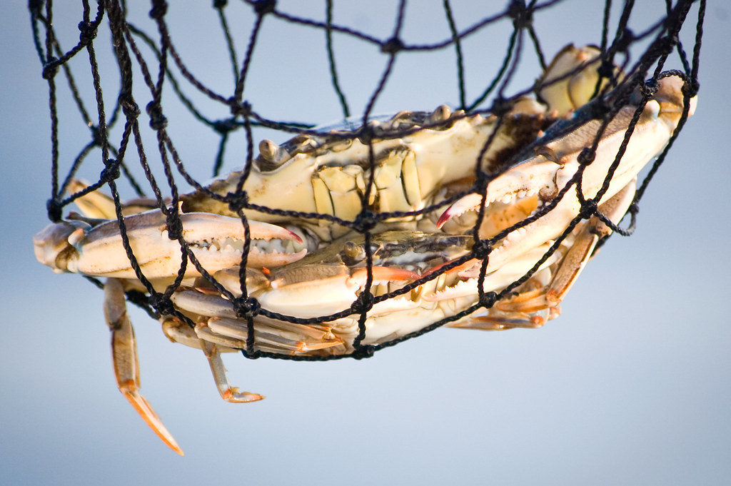 A close up image of a crab in a net