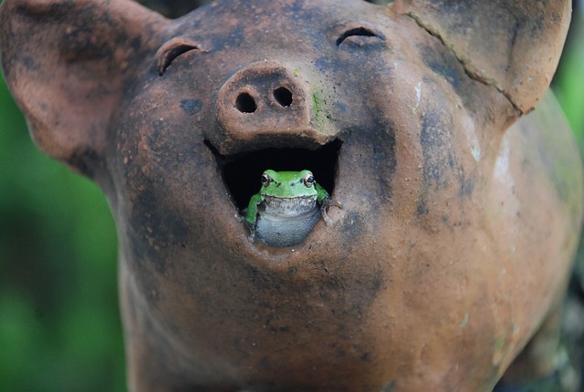 A Pig Laughin.