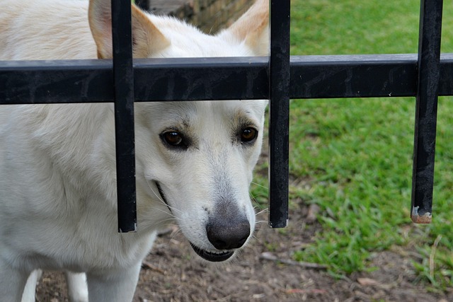 dog smiling behind a black fence