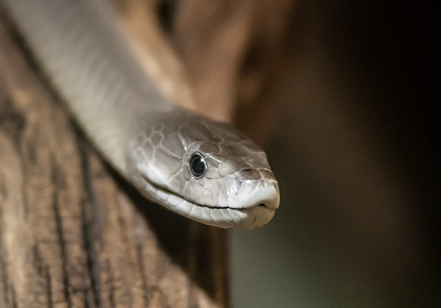 black mamba