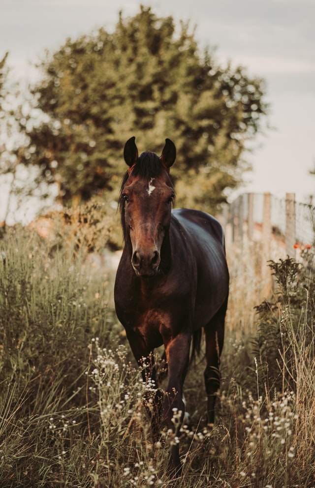  garden-horse