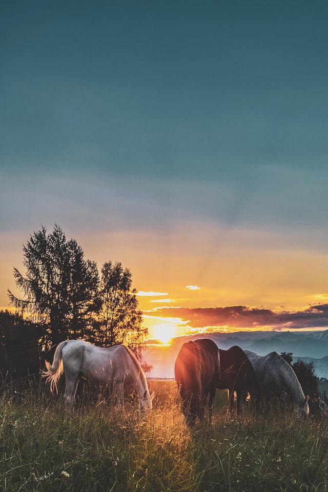 sunset-horse