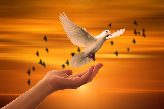 A dove flying ove someone's hand over a sunset