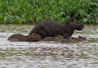 Capybara family swimming