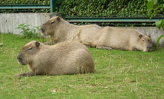 Capybaras