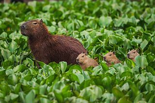 Capybara family