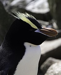 Erect-Crested