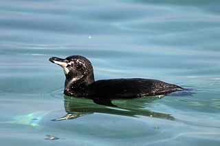 Galapagos