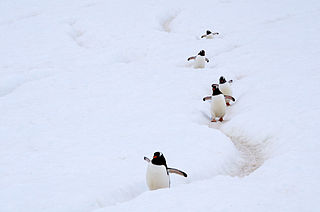 Gentoo