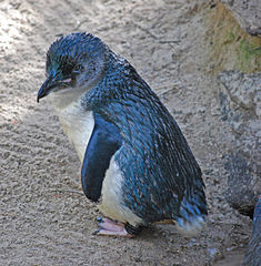 Little blue