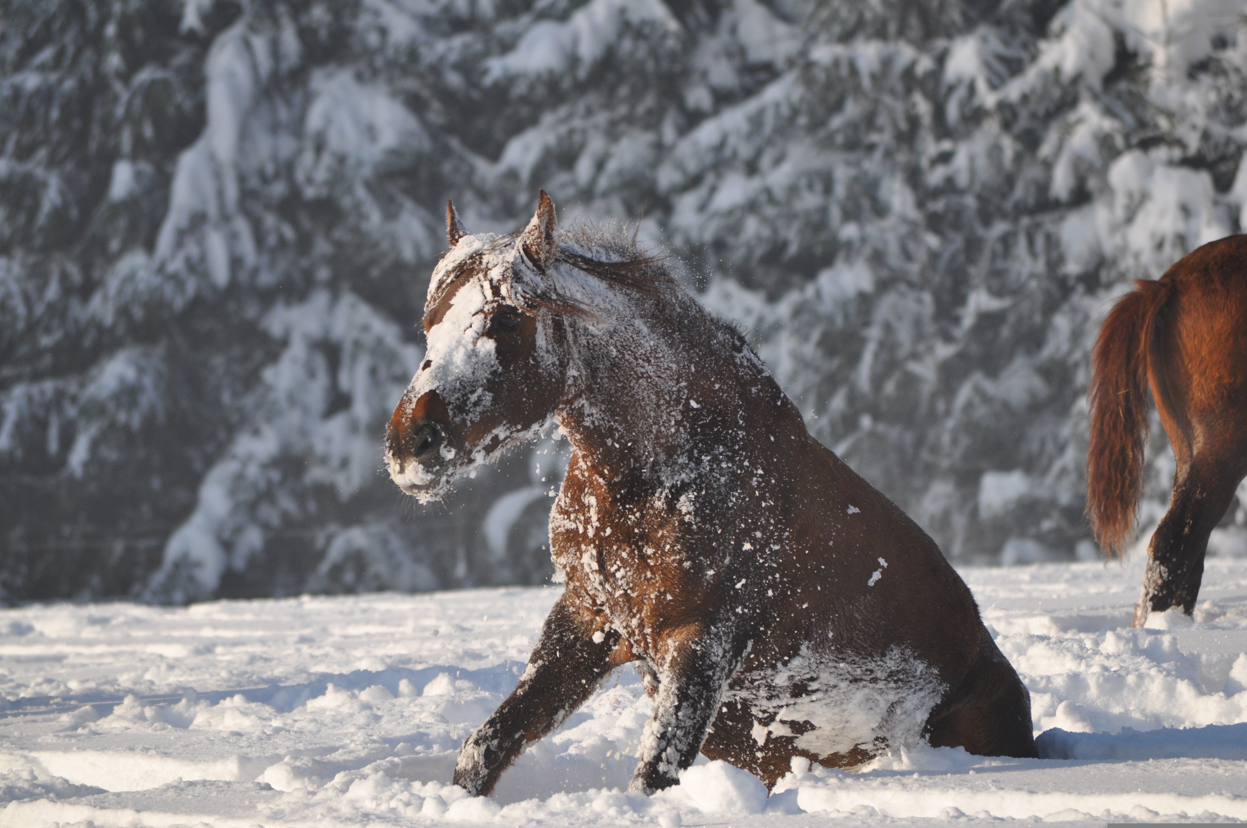 Horse sitting in snow