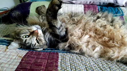 Pestos belly