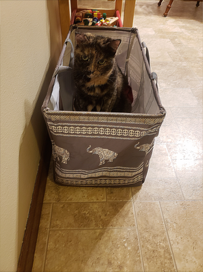 Gnoche in basket
