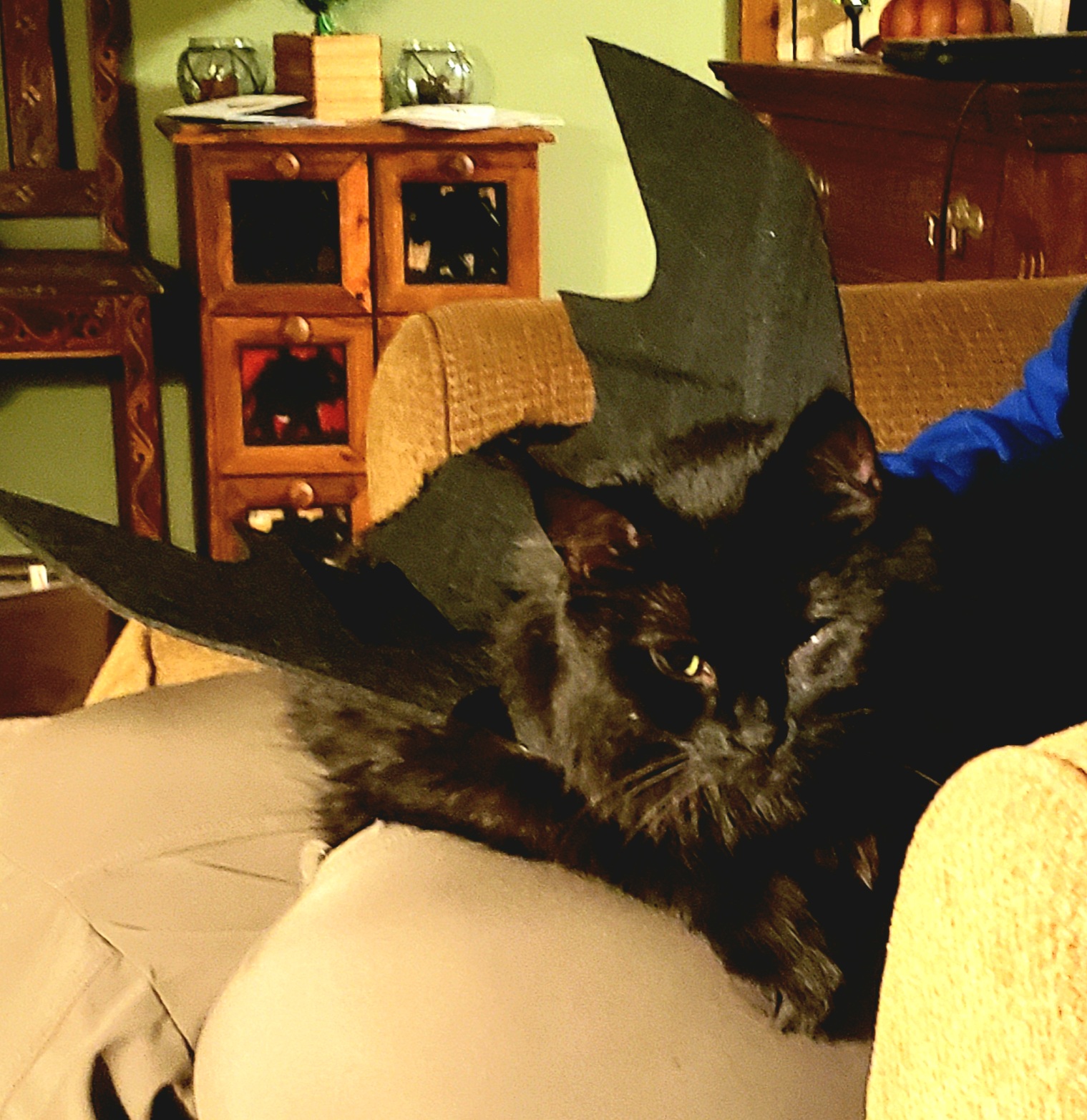Nori with dragon wings