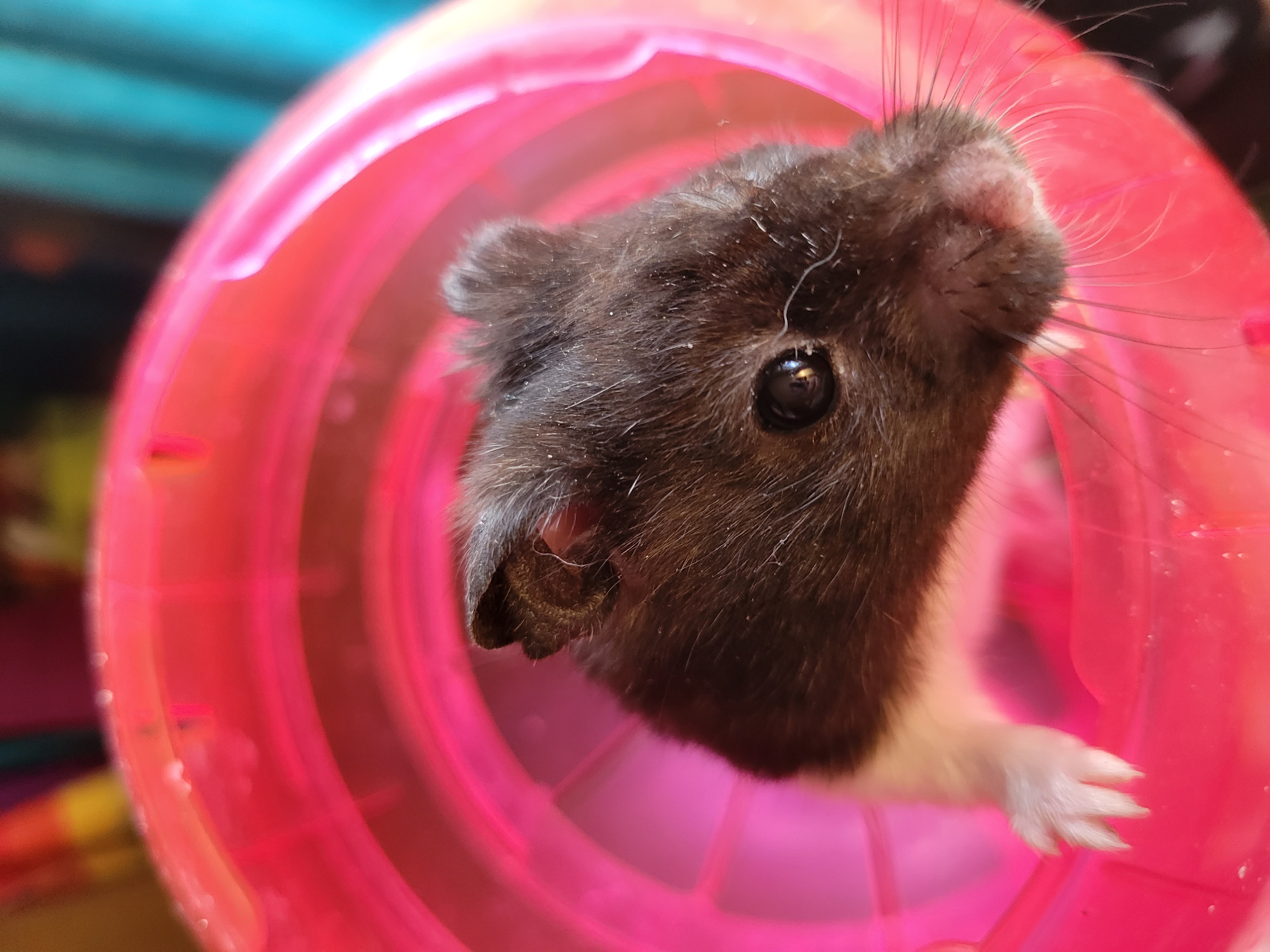 Oreo