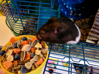 Oreo