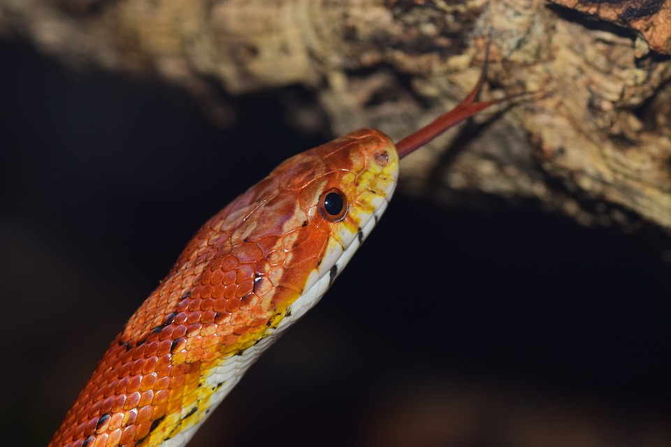 a corn snake facing a rock