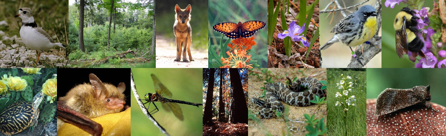 Animals