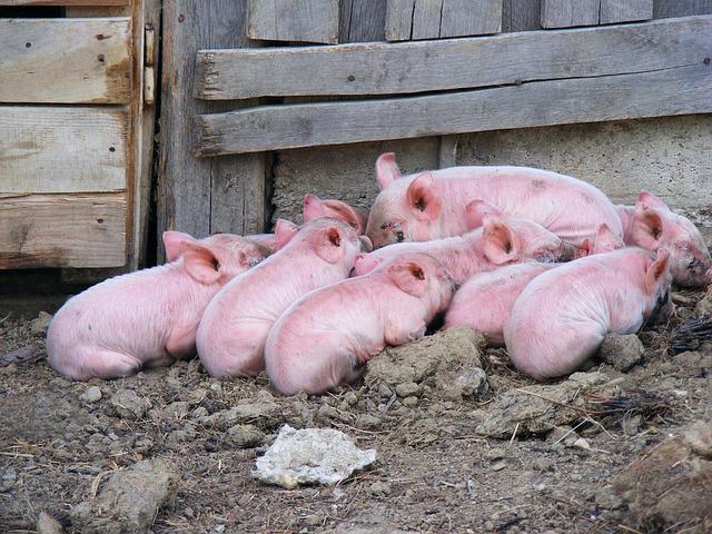 group of baby pigs