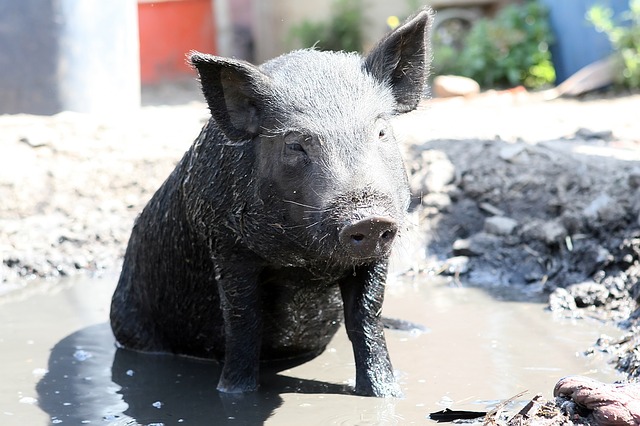 black pig