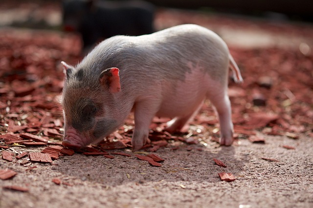 grey and pink pig