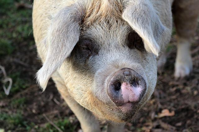 close up on pigs snout