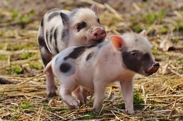 pigs with spots