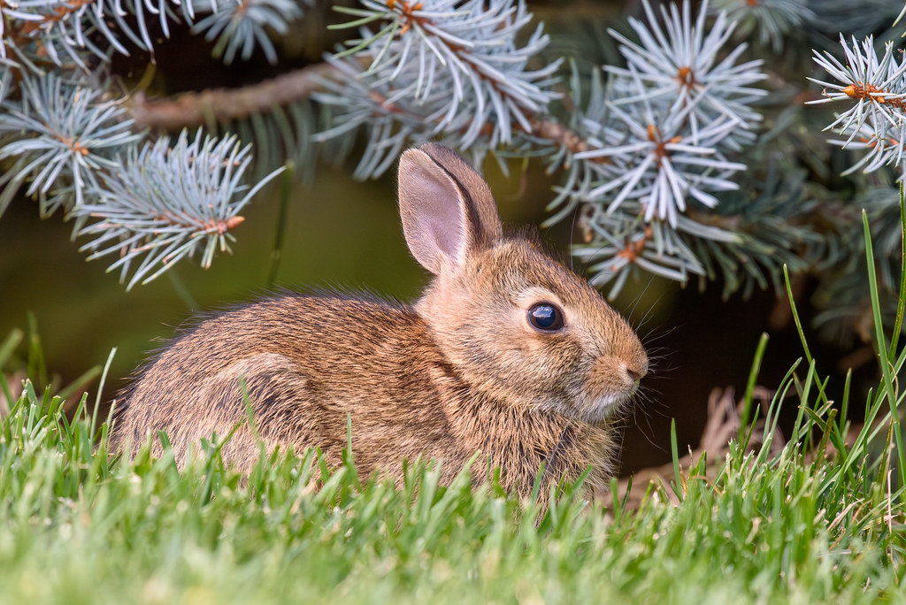 Bunny