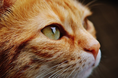 giant cat face