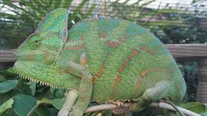 chameleon in a tree