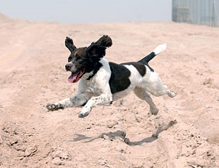 dog jumping