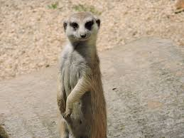 meerkat in the desert