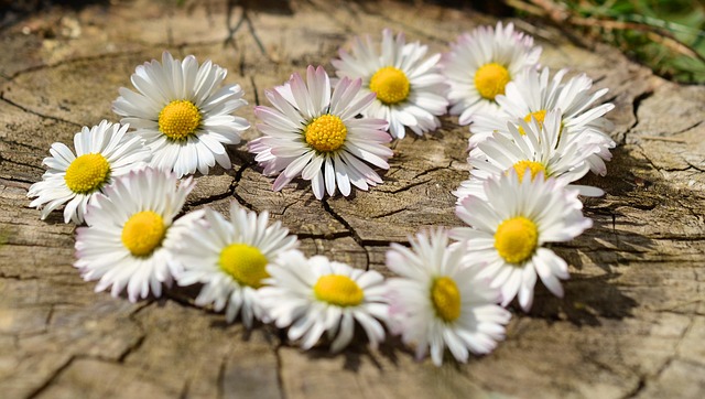whit and pink daisys in the shape of a heart on a log