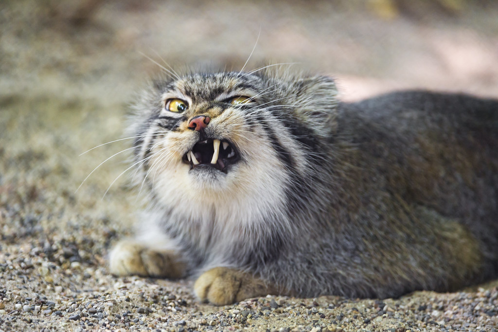 cute pallas cat making funny face