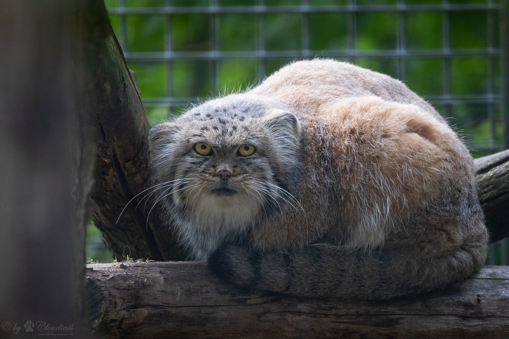Cute Pallas cat full body