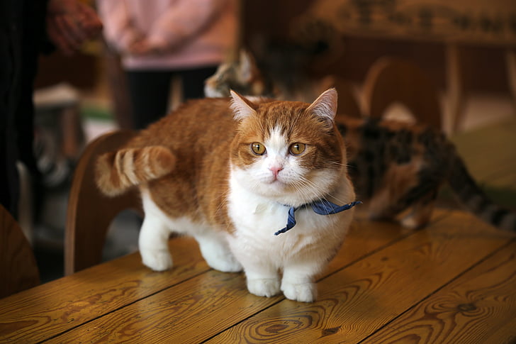 Cute munchkin cat on table