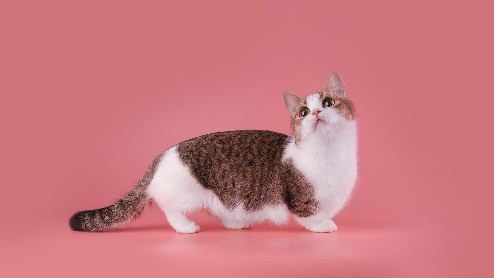 Cute muchkin cat with pink background