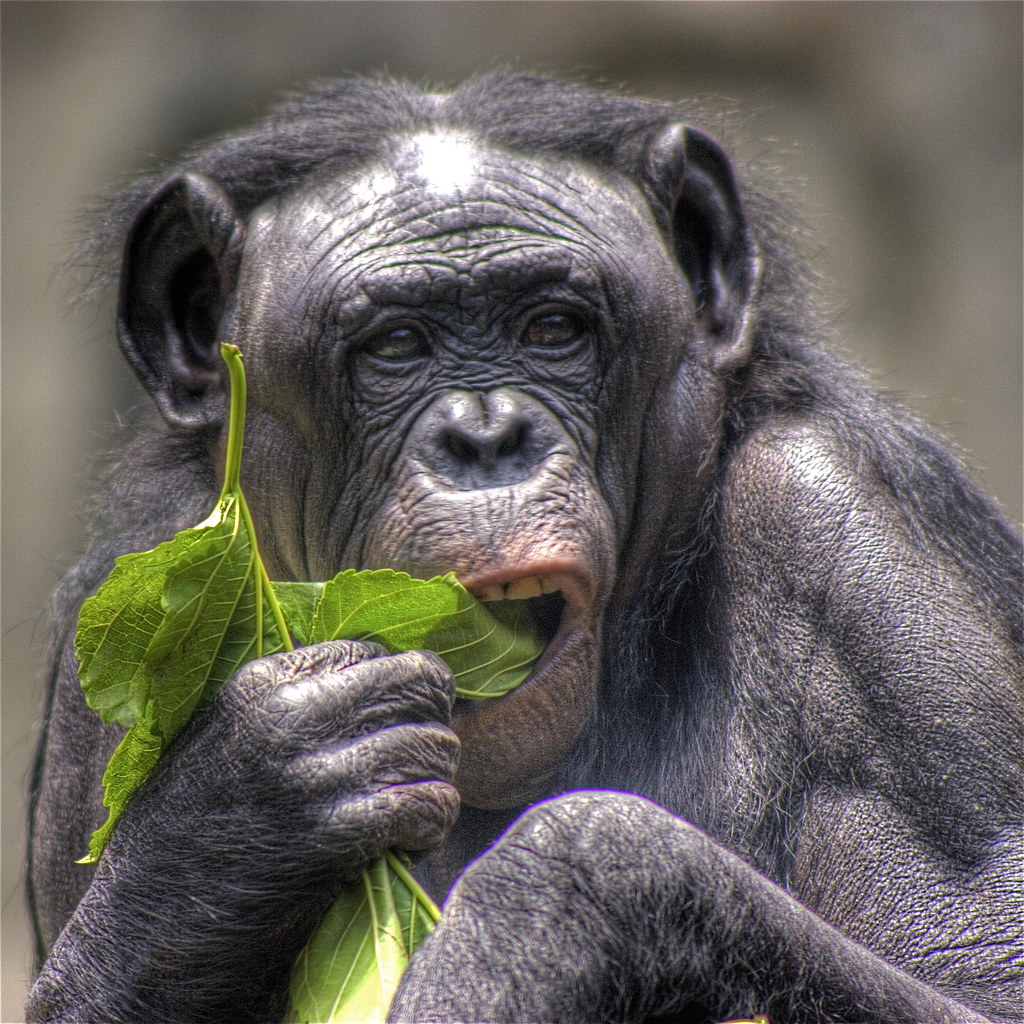 cute bonobo