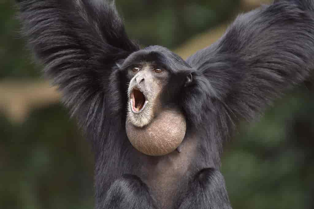 gibbon throat
