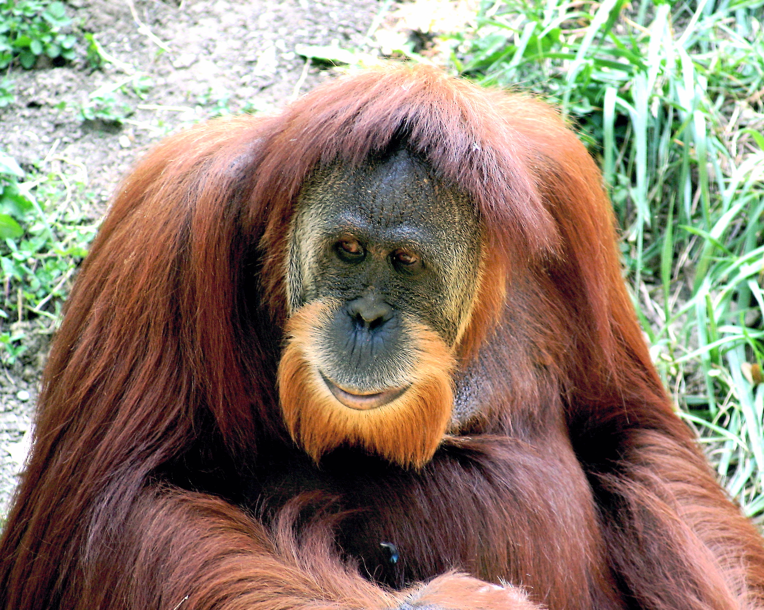 cute orangutan