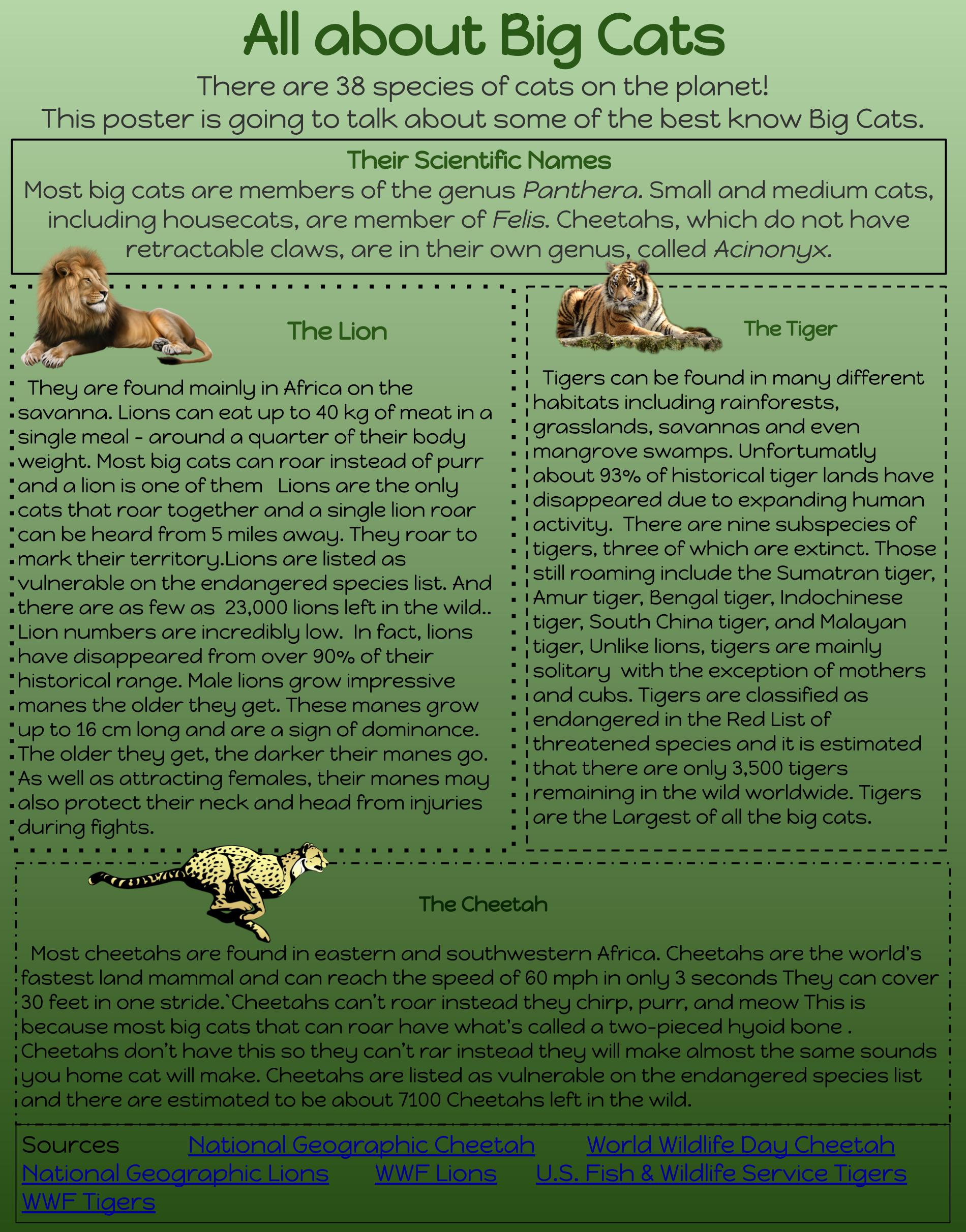 All-about-big-cats