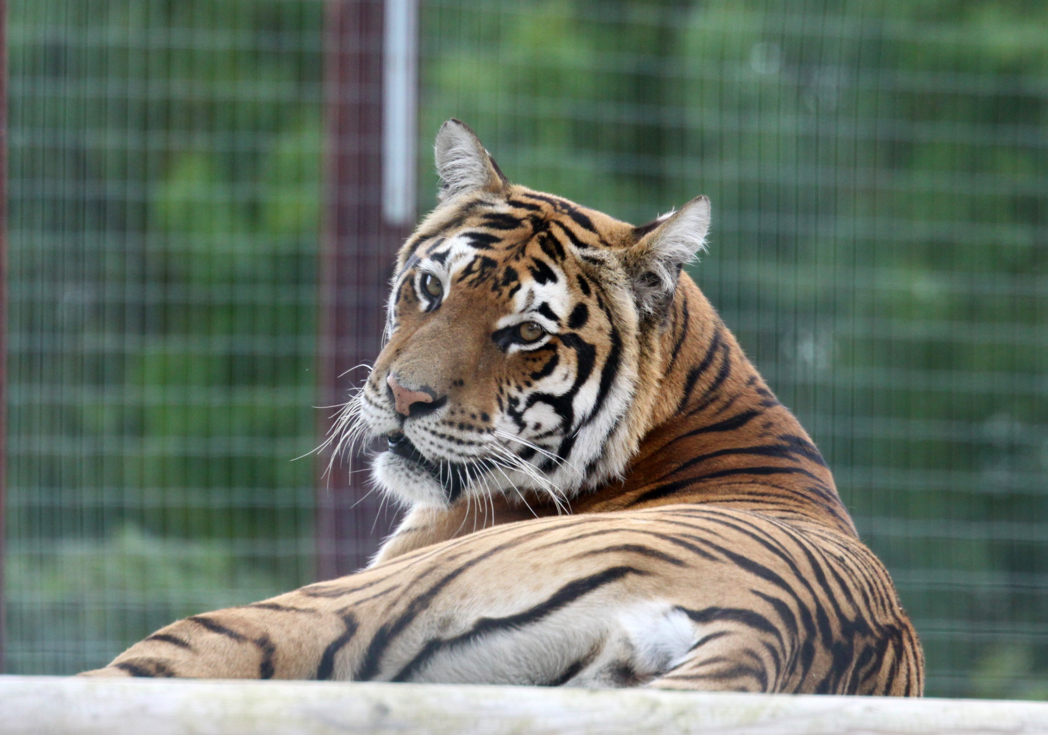 Tiger at the zoo