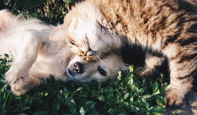 Friends