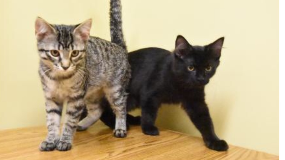 young Piper and Midnight