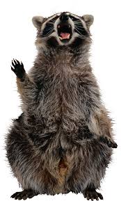 Raccoon PNG image with transparent background