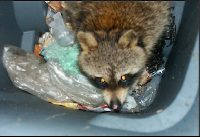 Trash Panda