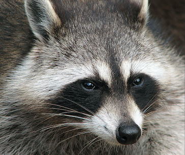 Raccoon by Darkone. CC-BY-SA