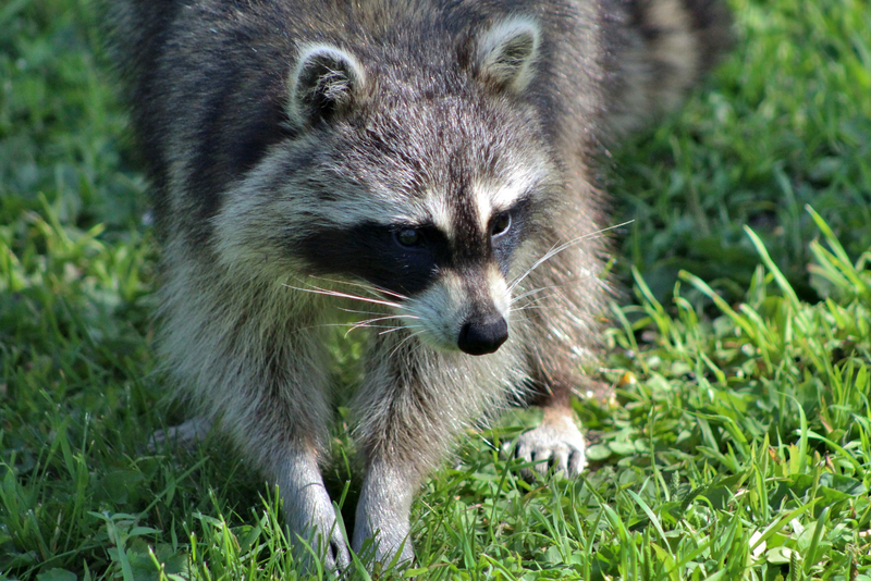  Raccoon looking for food by Patti Petersen.CC0.