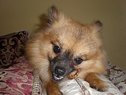 pomeraian eating